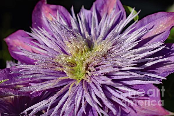 Cindy Treger - Morning Dew - Crystal Fountain Clematis