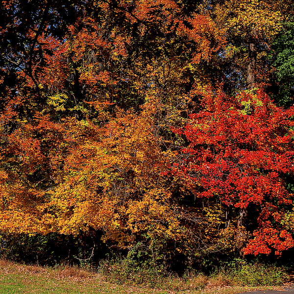 Mother Nature Showing Off Greeting Card For Sale By Denise Harty