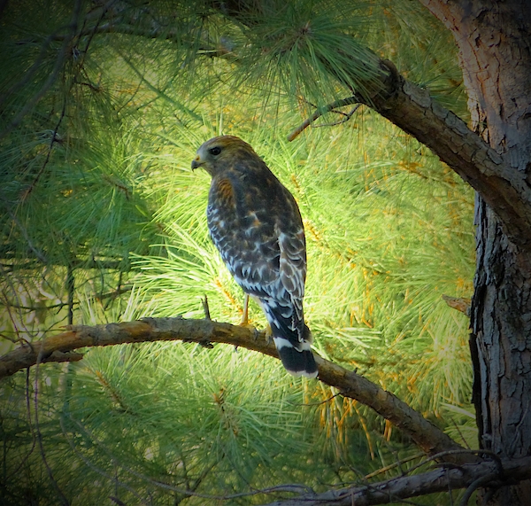 Hawk Art