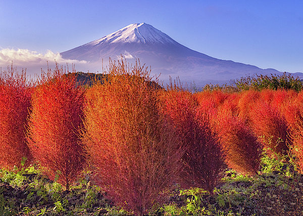 Alinna Lee - Mt Fuji and Red Kochia Bush