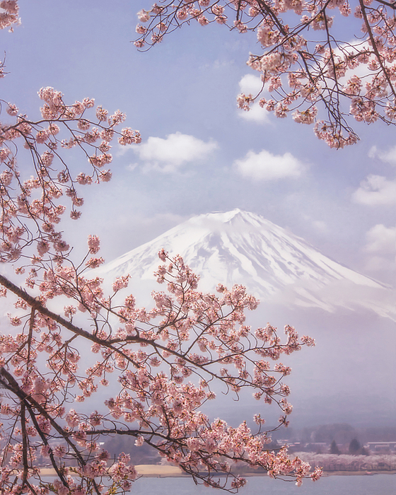 Mt.Fuji and Cherry Blossom Greeting Card with message and envelope from Japan 