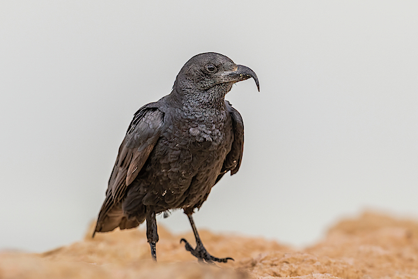 Morris Finkelstein - Northern Raven At Masada