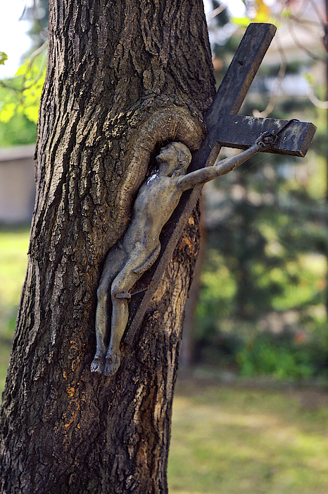 Old metal cross growing into tree trunk. iPhone 13 Case by Vaclav