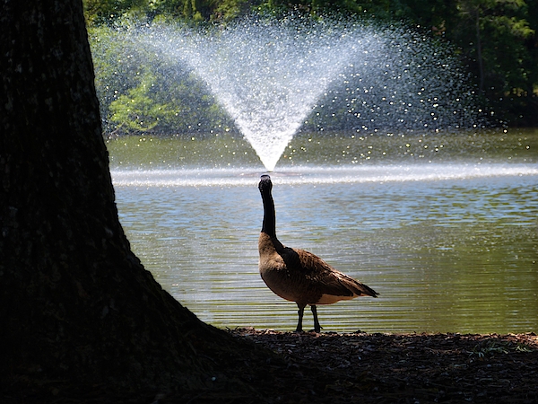 Goose Photographs