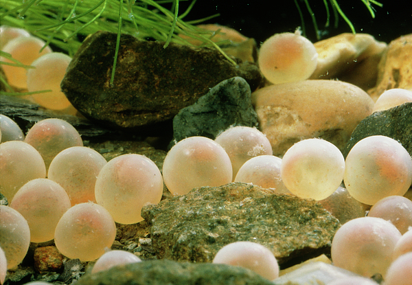 Trout Eggs