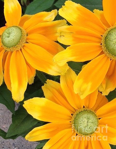 Judy Dimentberg - Orange Flowers 