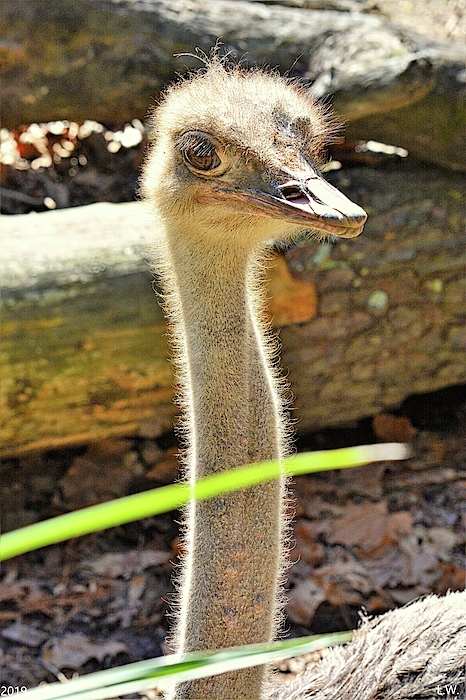 Lisa Wooten - Ostrich