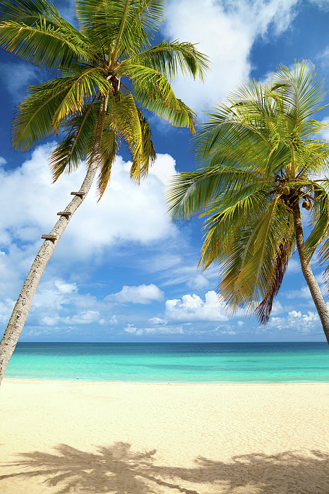 Palm Trees At A Tropical Beach In The Fleece Blanket