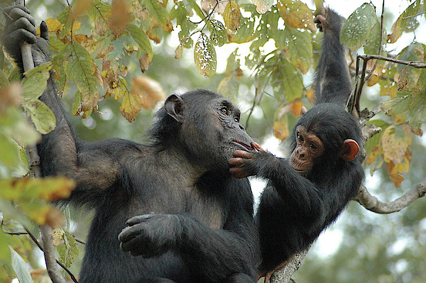 juvenile chimpanzee hand