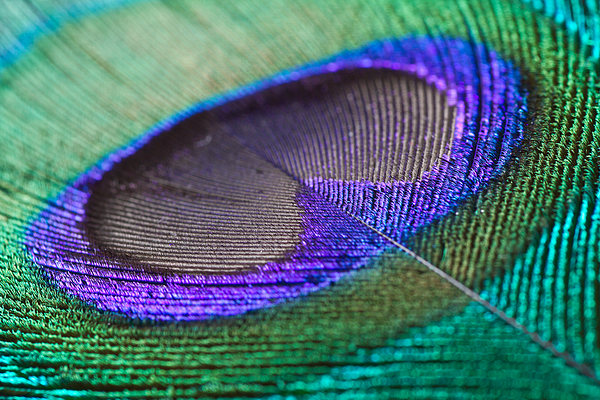 peacock feather tumblr