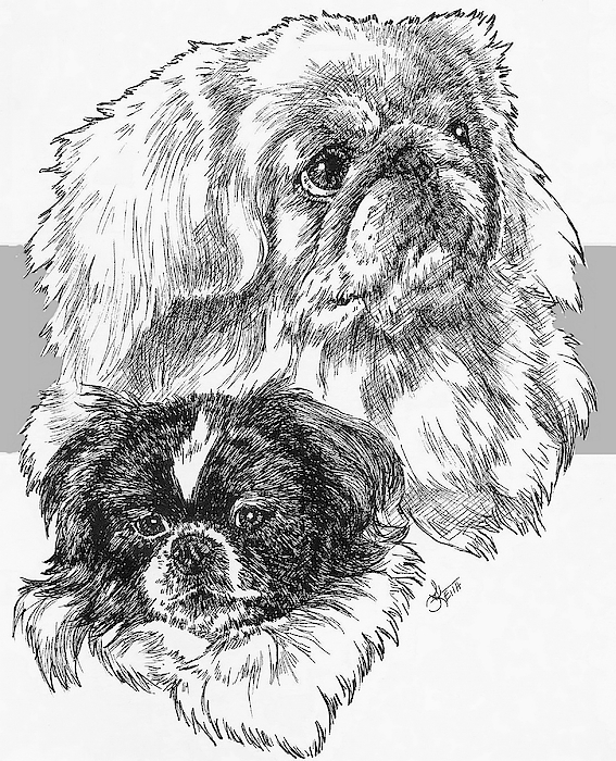 Barbara Keith - Pekingese and Pup