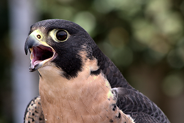 Falcon Baby Onesies for Sale - Fine Art America