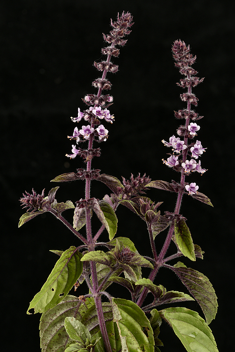 Perennial Basil magic Mountain basil Of Kenya basil Camphor