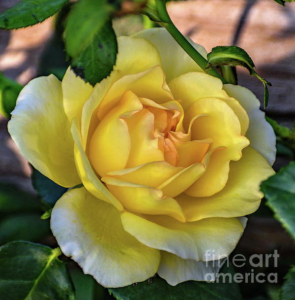 Cindy Treger - Perfect Gold Struck Rose