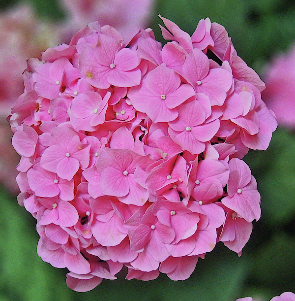 Marian Bell - Pink Hydrangea Macro