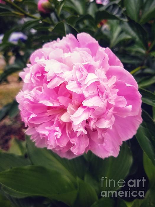 Pink Peony Bloom Photograph