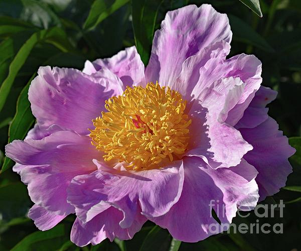 Cindy Treger - Pink Perfection - Bowl of Beauty Peony