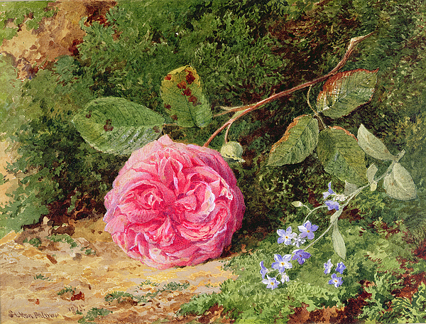 Henry Sutton Palmer,Pink Rose on a store Mossy Bank,large wall art,framed wall art,canvas wall art,large canvas,M4152