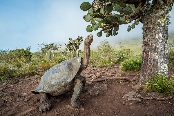 https://images.fineartamerica.com/images/artworkimages/medium/2/pinzon-island-tortoise-browsing-opuntia-tui-de-roy.jpg
