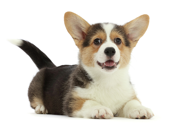 Corgi Cutie Jigsaw Puzzle