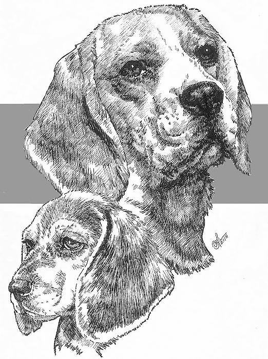 Barbara Keith - Beagle and Pup