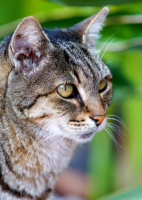 Portrait of an angry cat. Photograph by George Afostovremea - Pixels