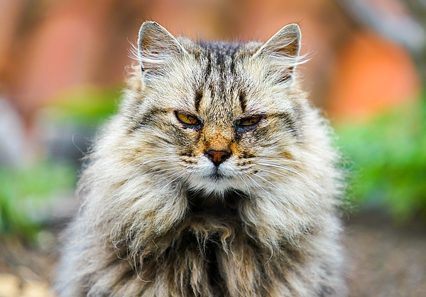 Portrait of an angry cat. Photograph by George Afostovremea - Pixels