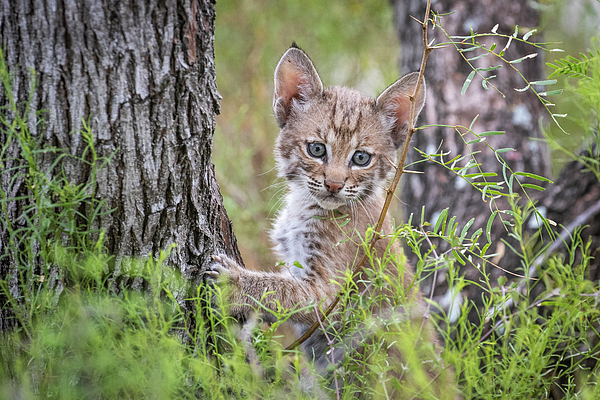 Portrait Of A Wild Bobcat Kitten In A Tree Texas Usa Ornament by