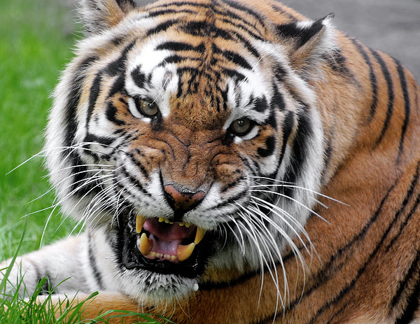 Close Up Portraits of roaring Bengal Tiger. Digital artwork Stock  Illustration