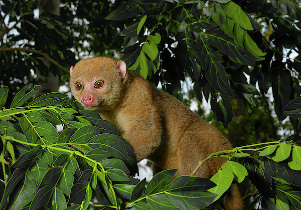 Potto (perodicticus Potto) In Tree, Togo. Captive. Coffee Mug by Daniel  Heuclin / Naturepl.com - Pixels