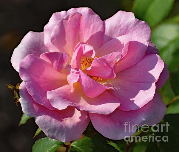 Cindy Treger - Pretty In Pink - Peachy Knock Out Rose