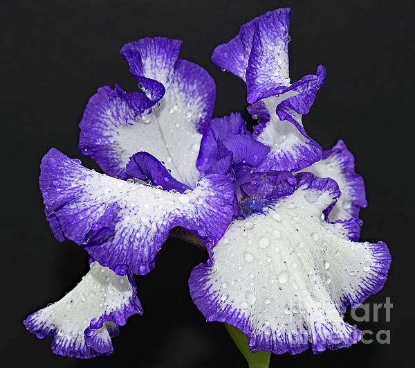 Cindy Treger - Purple Trimmed Bearded Iris