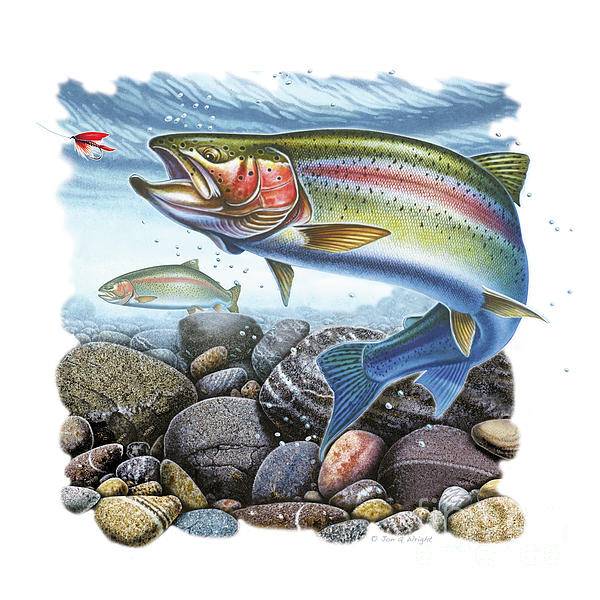 Rainbow Trout Jigsaw Puzzles