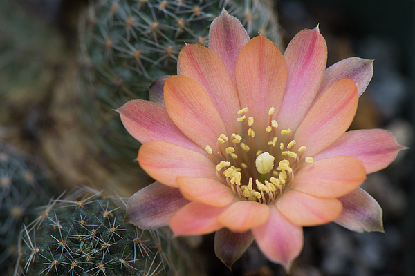 Nature Photographs