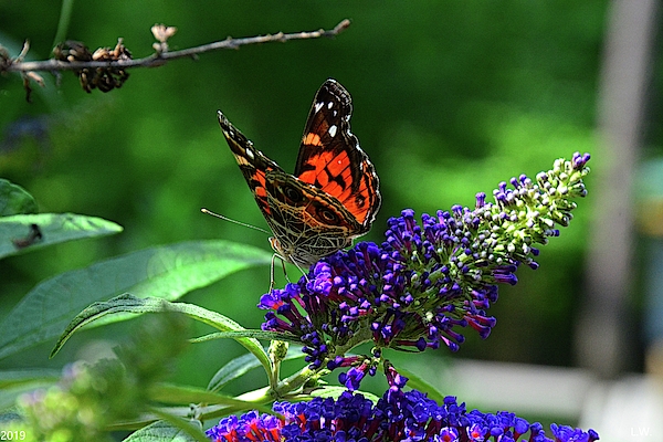 Lisa Wooten - Red Admiral Butterfly 2