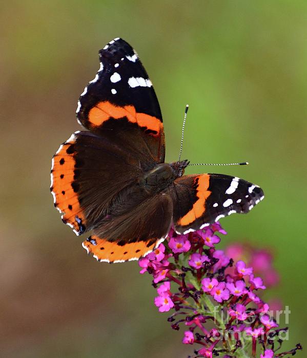 Red-admirals Brilliance Coffee Mug by Cindy Treger - Pixels