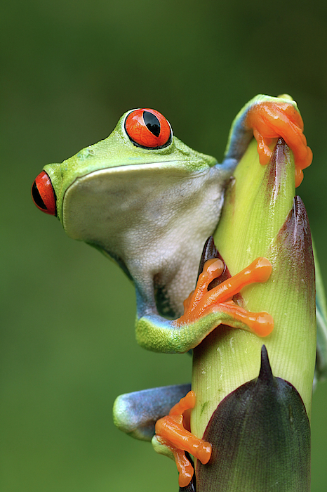 Frog Shower Curtain Tropical Amphibian Tree Frog Bathroom Shower