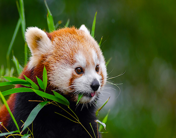 Red Panda iPhone 11 case Red Panda iPhone 11 case