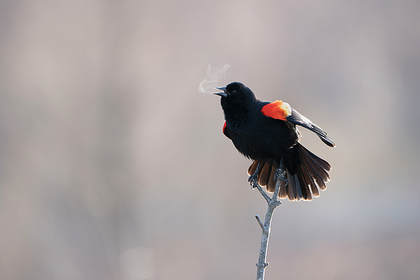 Red Winged Black Bird calling with smoke Bath Towel by Jack Nevitt