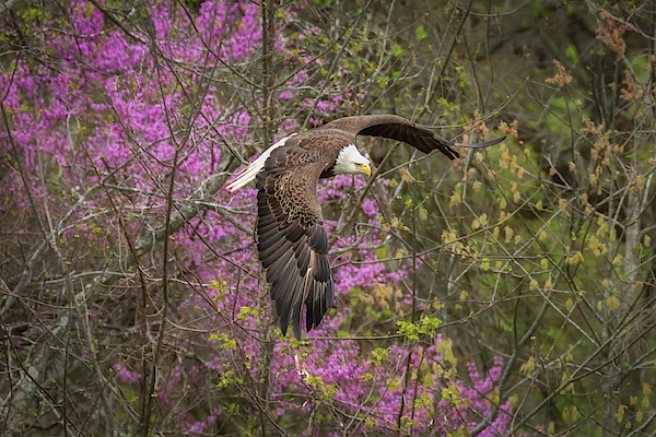 Wildlife Art