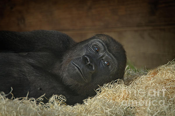 https://images.fineartamerica.com/images/artworkimages/medium/2/resting-gorilla-rawshutterbug.jpg