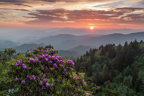 Eric Albright - Rhododendron Over the Blue Ridge