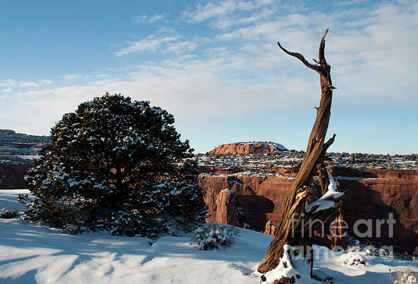 Tree Art