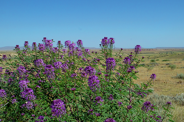 Rocky Mountain Bee Plant of the Badlands Jigsaw Puzzle