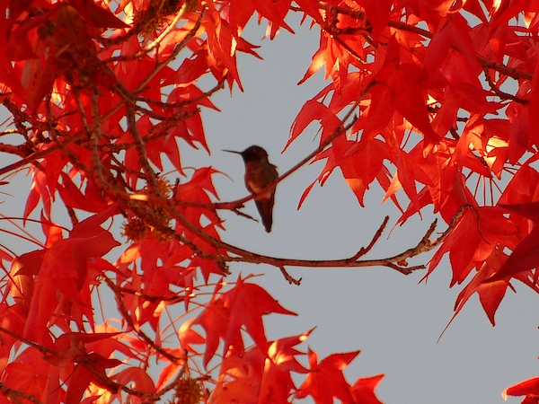 Hummingbird Photographs
