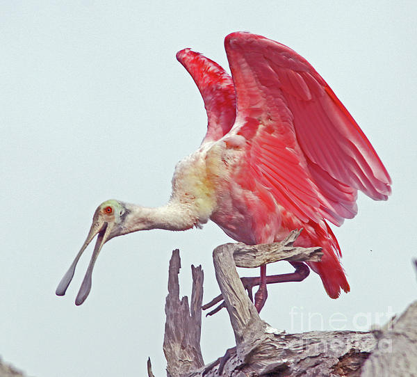 Roseate Spoonbill Throw Pillow, Designer Pillows