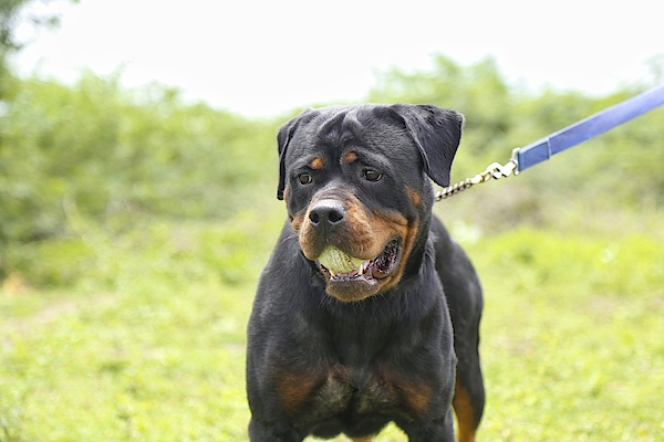 https://images.fineartamerica.com/images/artworkimages/medium/2/rottweiler-dog-with-a-ball-in-its-mouth-koteswara-rao-sattenapalli.jpg
