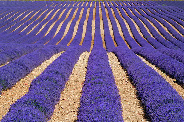 DLM Lavender Fields Day Spa with Tote Bag