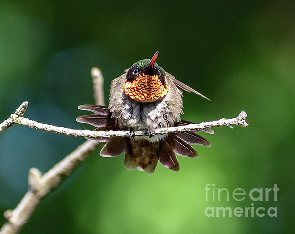 Cindy Treger - Ruby-throated Hummingbird With A Red Bill
