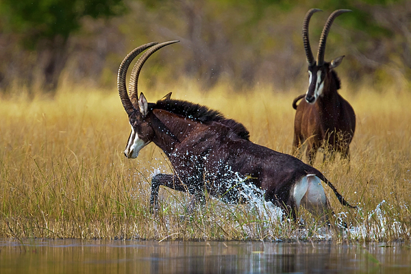 Antelope discount throw blanket